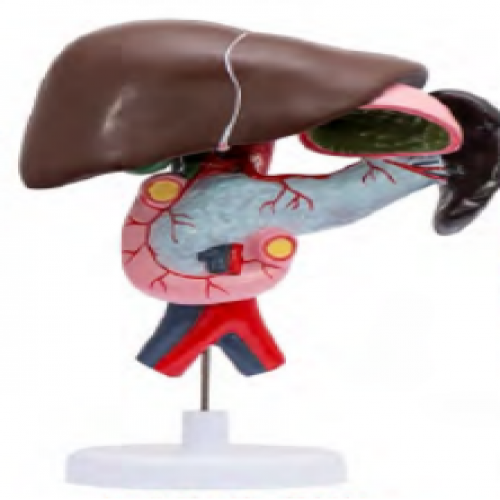 十二指腸、胰、脾、膽解剖模型